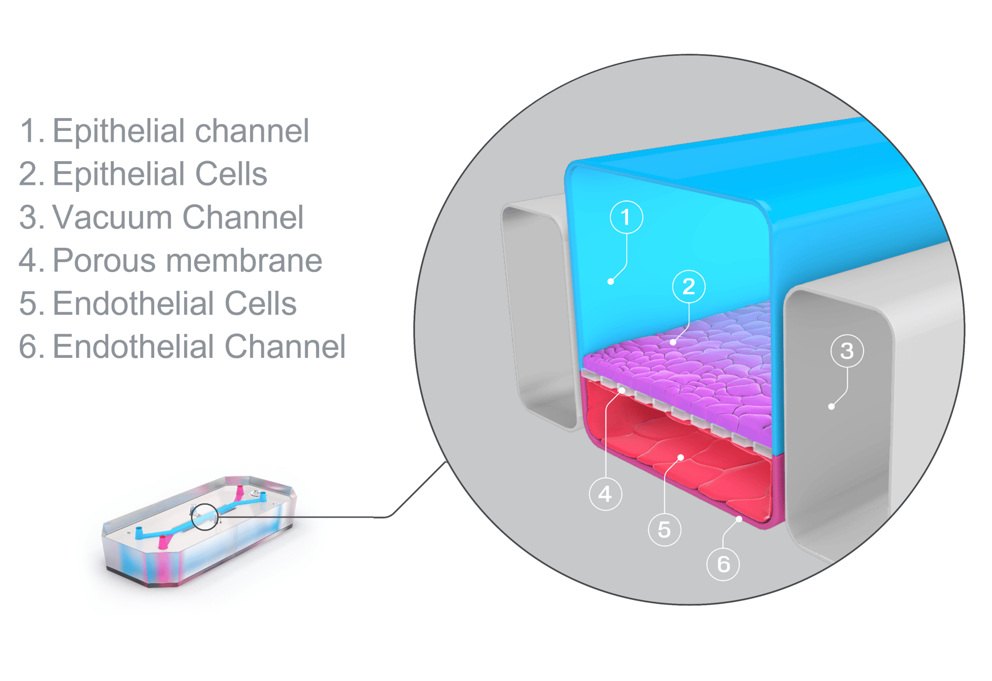 Chip S-1 Diagram for HS Landing page